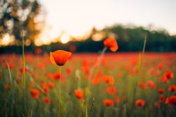 Side of poppy in large field