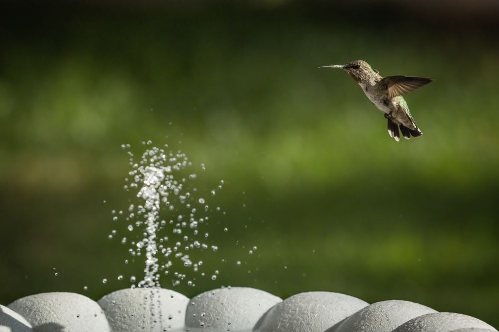 Hummingbird in Flight