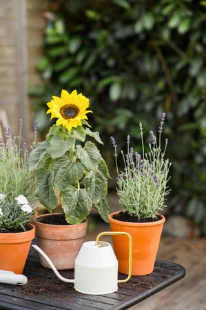 Flowers in pot on table