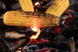 Close Up Roasting Corn on the Campfire