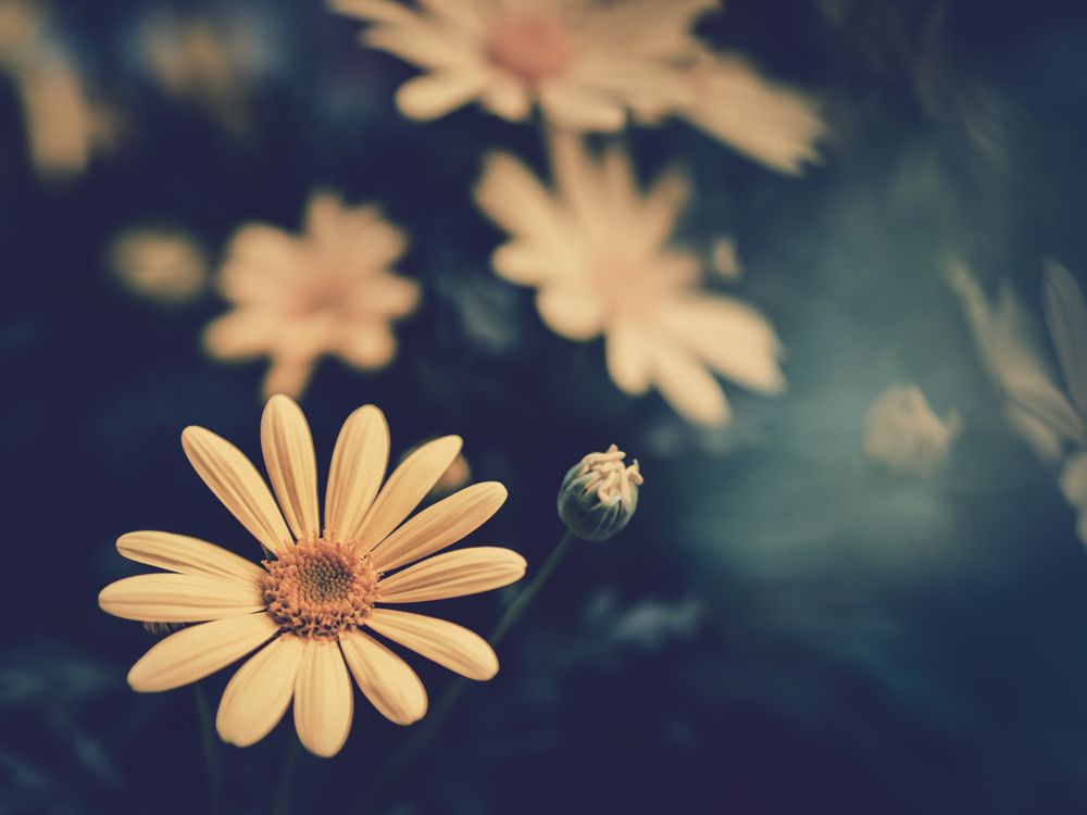 Pretty flower growing in garden