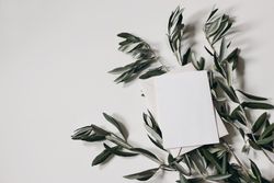 Blank card on green olive tree leaves, branches isolated on paper background