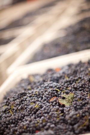 Harvested Red Wine Grapes in Crates