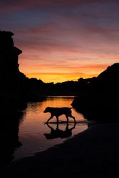 Dog walking in water during sunset