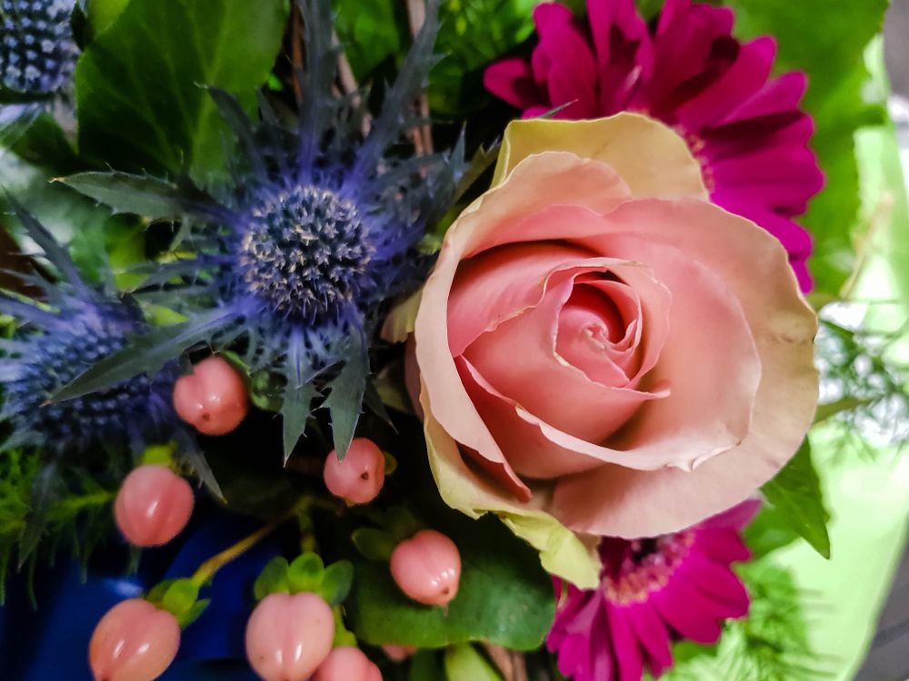 Colorful roses in close up