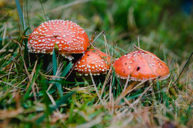 Large fly agaric with red hat in grass