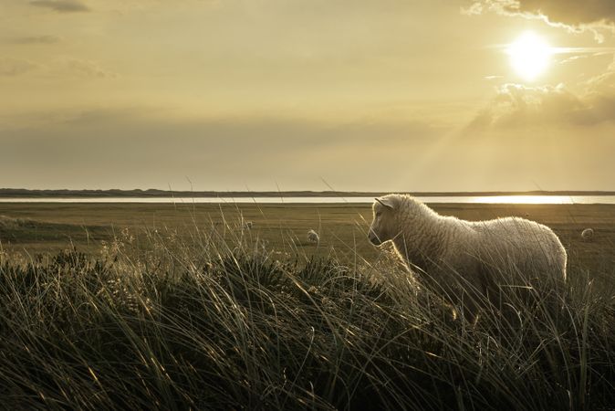 Lamb in tall grass at sunset