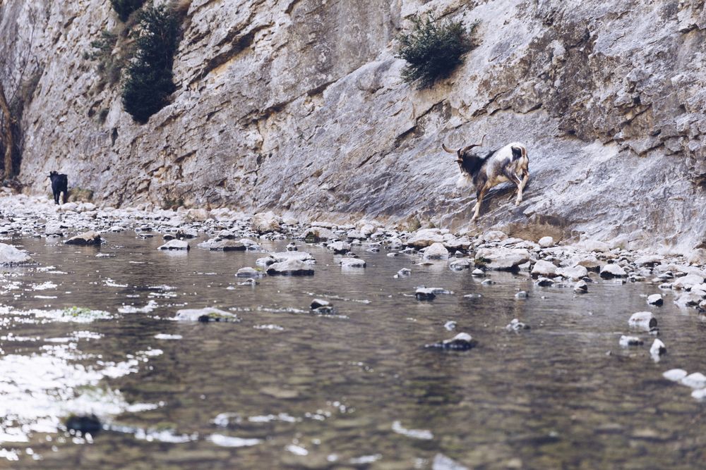 Wild longhorn goat between stones near river