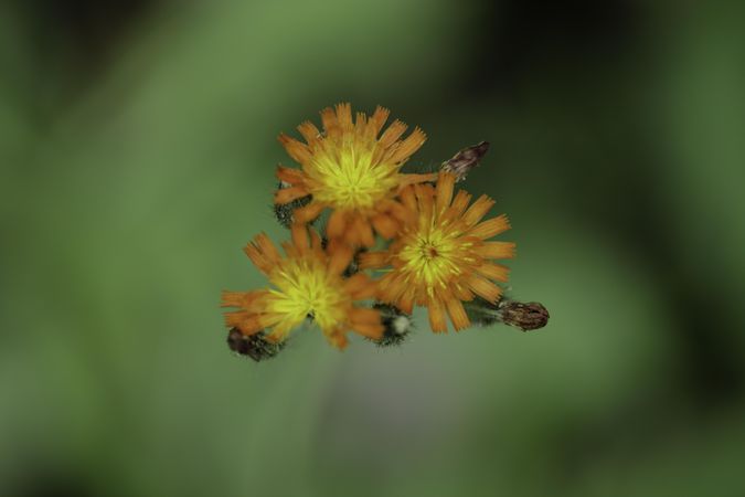 Orange Hawkweed at Hawk Ridge Nature Reserve in Duluth, Minnesota