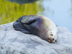 Sleeping Steller Sea Lion (Eumetopias jubatus)