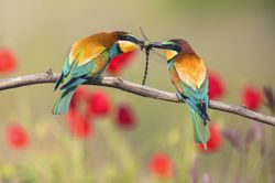 Wonderful bright birds with dragonfly on twig
