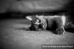 Grayscale photo of cat lying on floor 0J6Vw0
