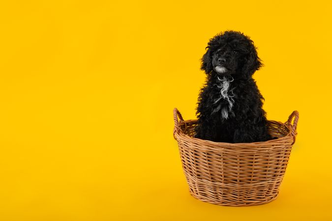 Cute dog sitting in weaved basket with copy space