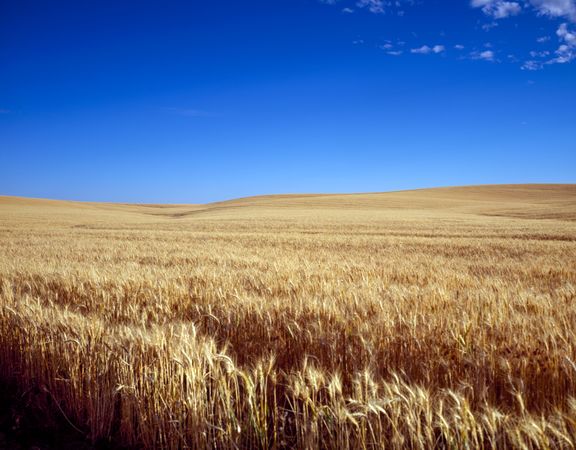 Classic field of waving wheat, Kansas