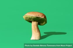 Boletus edulis mushroom isolated on a green background 5Xyrv4