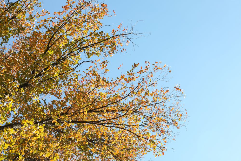Tree with yellowed leaves against blue sky, space for text