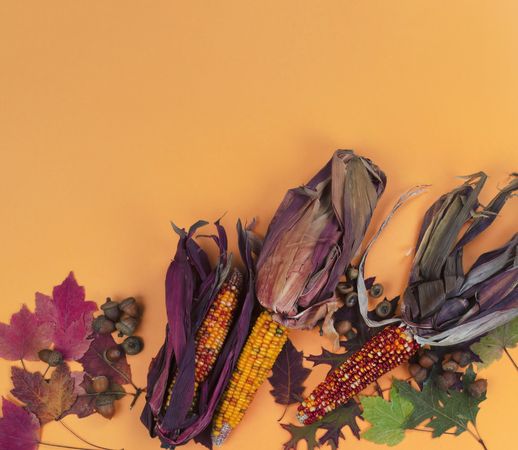 Autumn holiday concept orange background with corn and leaves