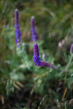 Wild flowering plant with blue flowers