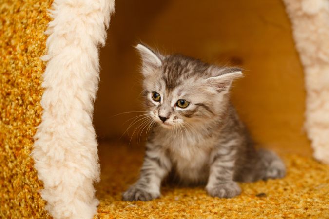 Adorable light grey cat in orange carpeted house