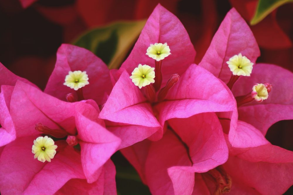 Blossom pink flowers.
