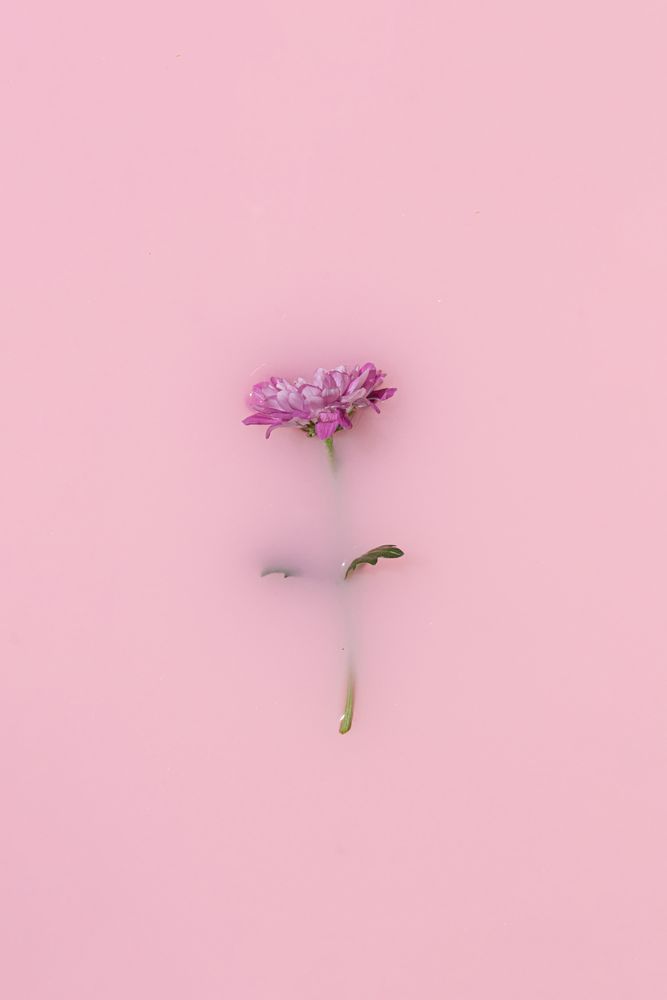 Summer scene with single pink daisy partially submerged in paint