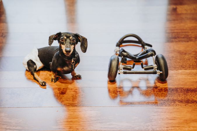 Dog sitting near wheelchair on floor