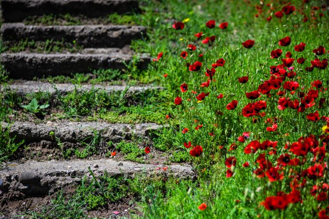 Red poppy flowers next to steps in a meadow