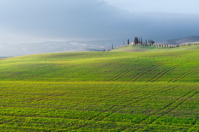 Peaceful green field in bright sunlight
