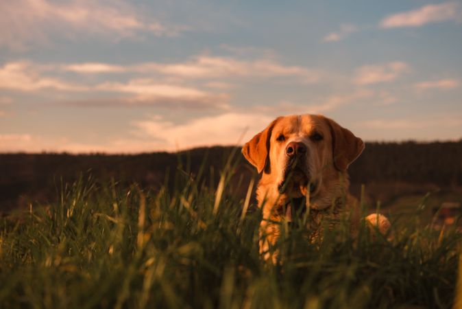 Dog between field and blue sky