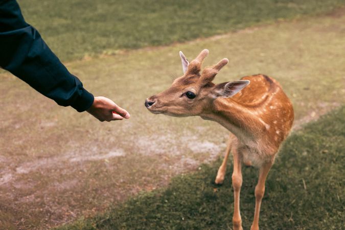 deer eating food from  hand at family petting zoo, close-up