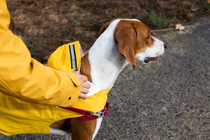 Crop woman hands holding a dog in street