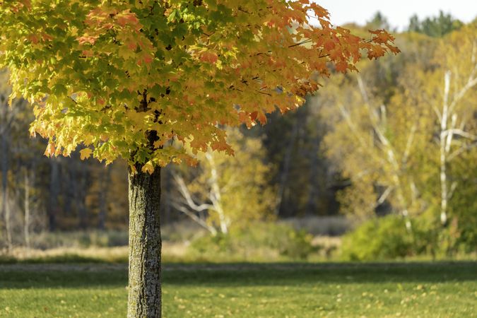 Maple tree on sunny day at Mille Lacs Kathio State Park in Minnesota