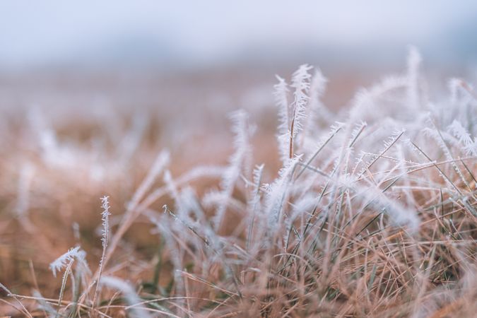 Close up of grass with ice