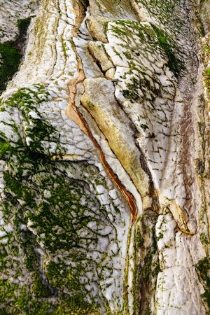 Green moss on rough stone