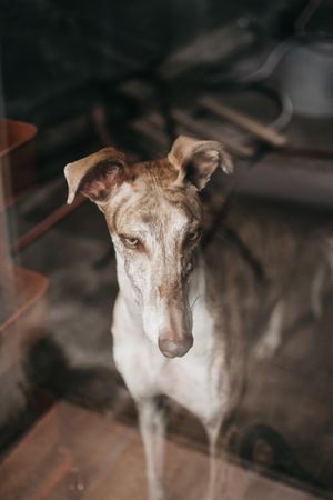 Cute dog behind window