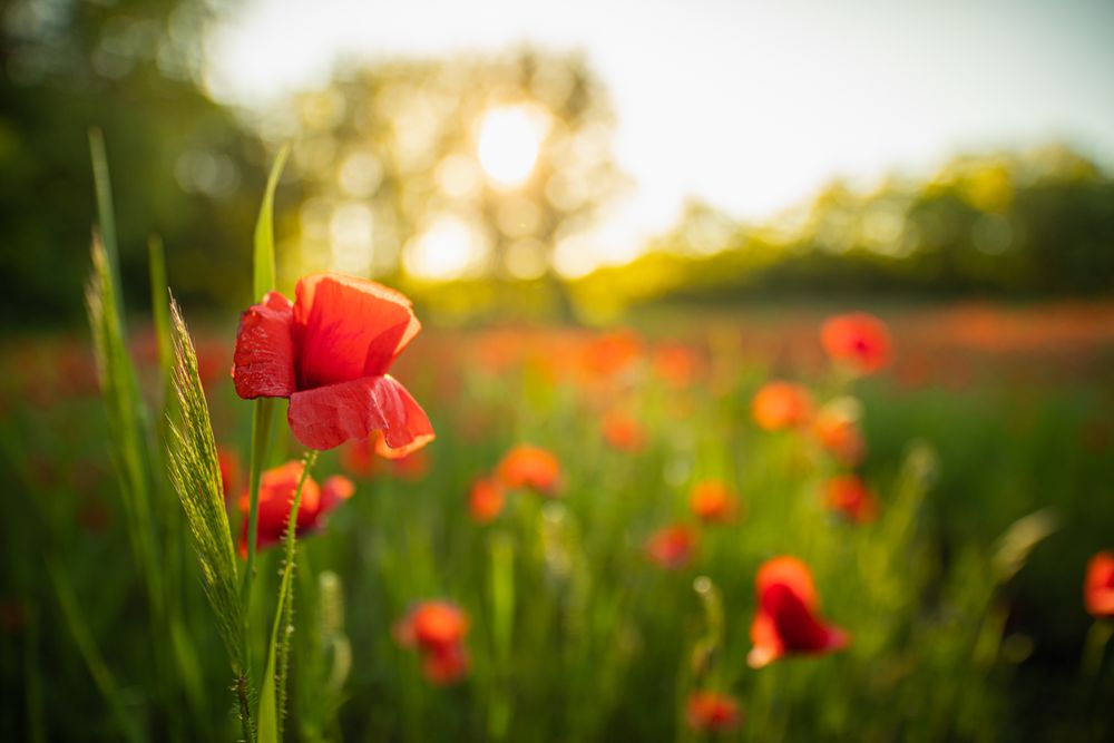Poppy growing outside with sun set behind