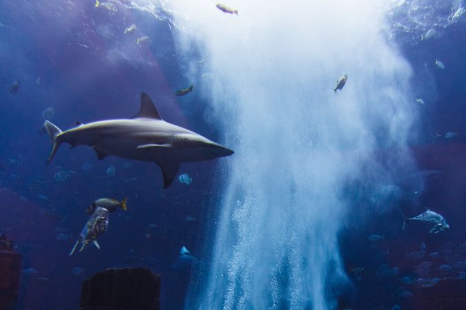 Various fish in large aquarium