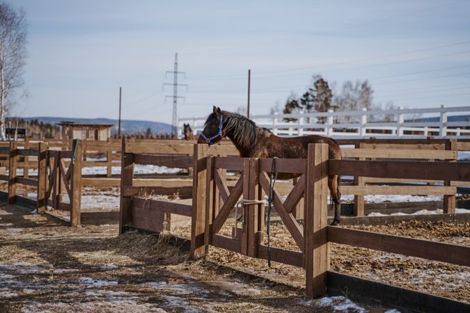 Brown horse in snaffle behind wooden fence