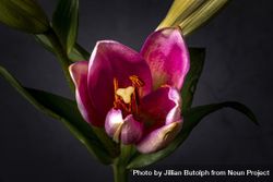 Inside of tulip flower with stigma 4dx9Q4