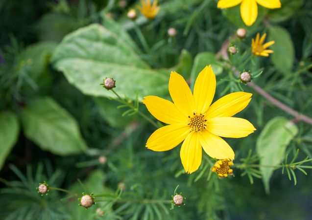 Yellow flower in the forest