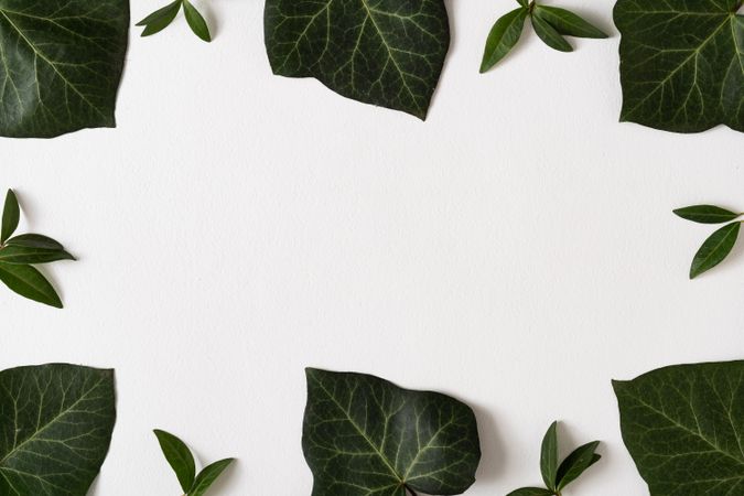 Large and small green leaves bordering light background