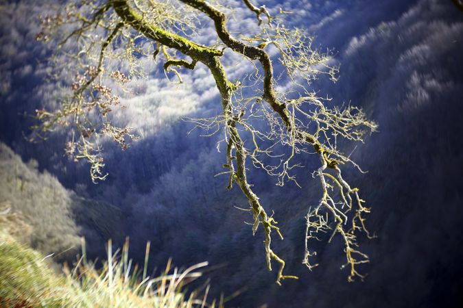 Green branches covered with moss