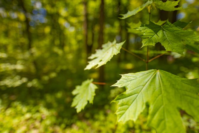 Green leaf close up