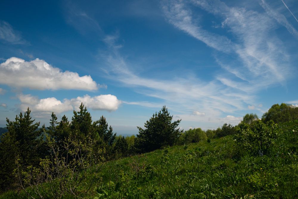 Grassy hill with pine trees and sky.