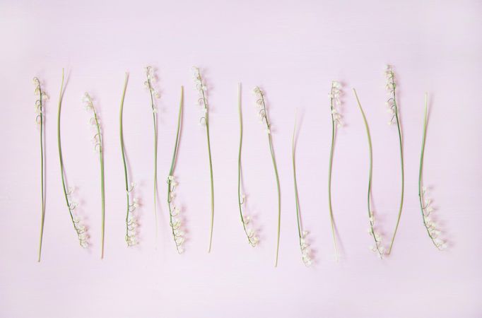 Lily of the valley flowers in delicate rows over pastel powder pink, wide composition