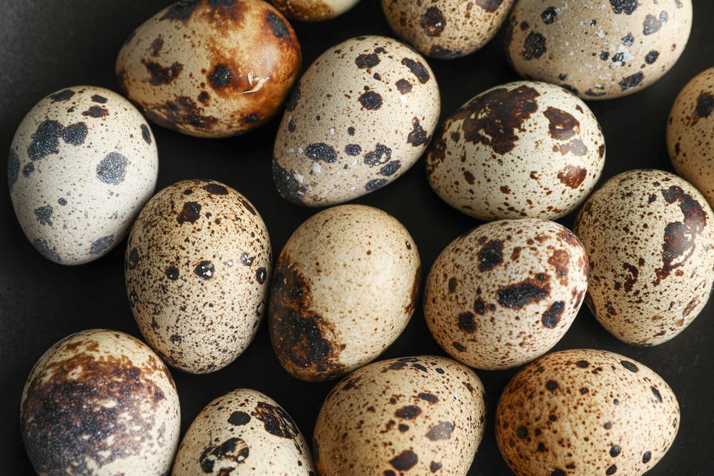 Many quail eggs on dark background, closeup