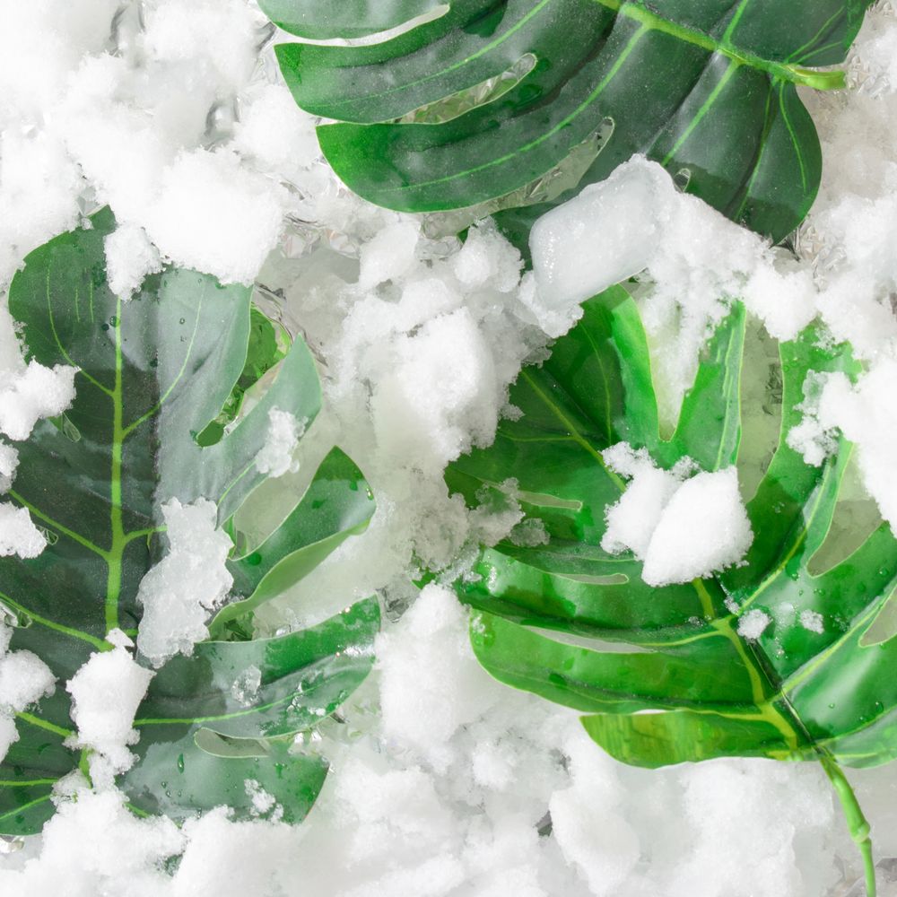 Tropical green leaves on snowy background
