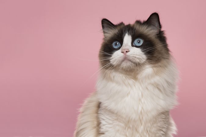 Portrait of a cute ragdoll cat with big blue eyes looking  up on a pink background