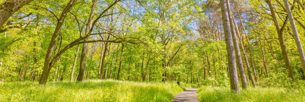Beautiful walking trail in the woods, wide