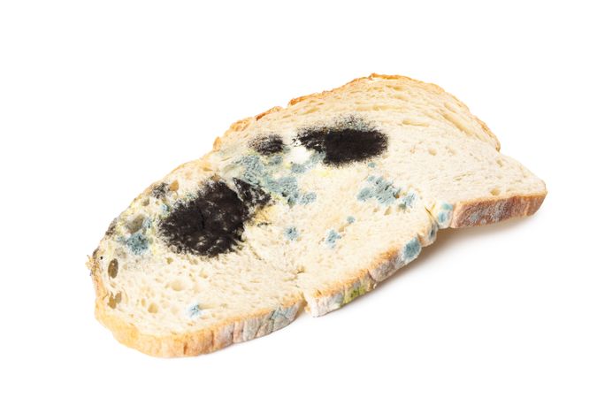 Bread with mold, isolated on light background